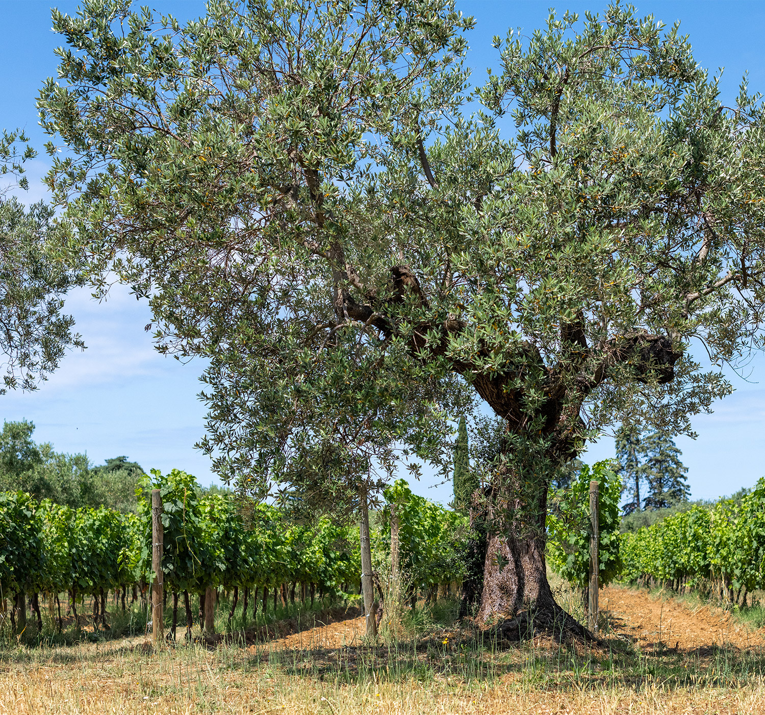 Podere-prospero-gallery-4